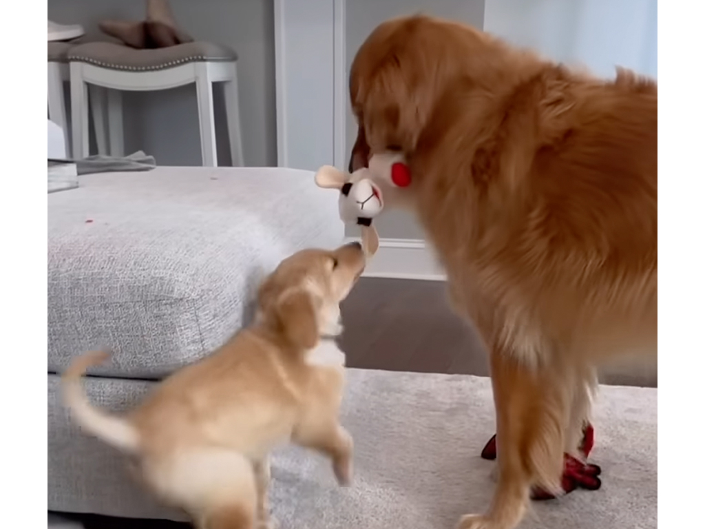 大きくなってもやることは変わらない! 今も昔もおもちゃを奪い合う犬さんたち