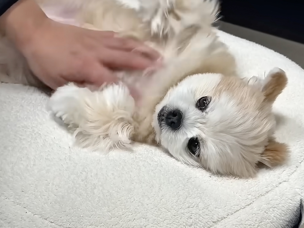 【パパ限定?】触って良いのはパパだけ! ママには塩対応な犬さんの行動が笑える