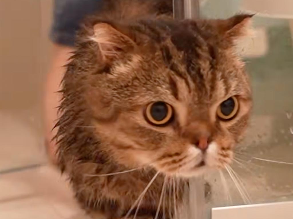 お風呂は苦手だけど食べたい！ 差し出されたおやつに釣られて頑張る猫さん