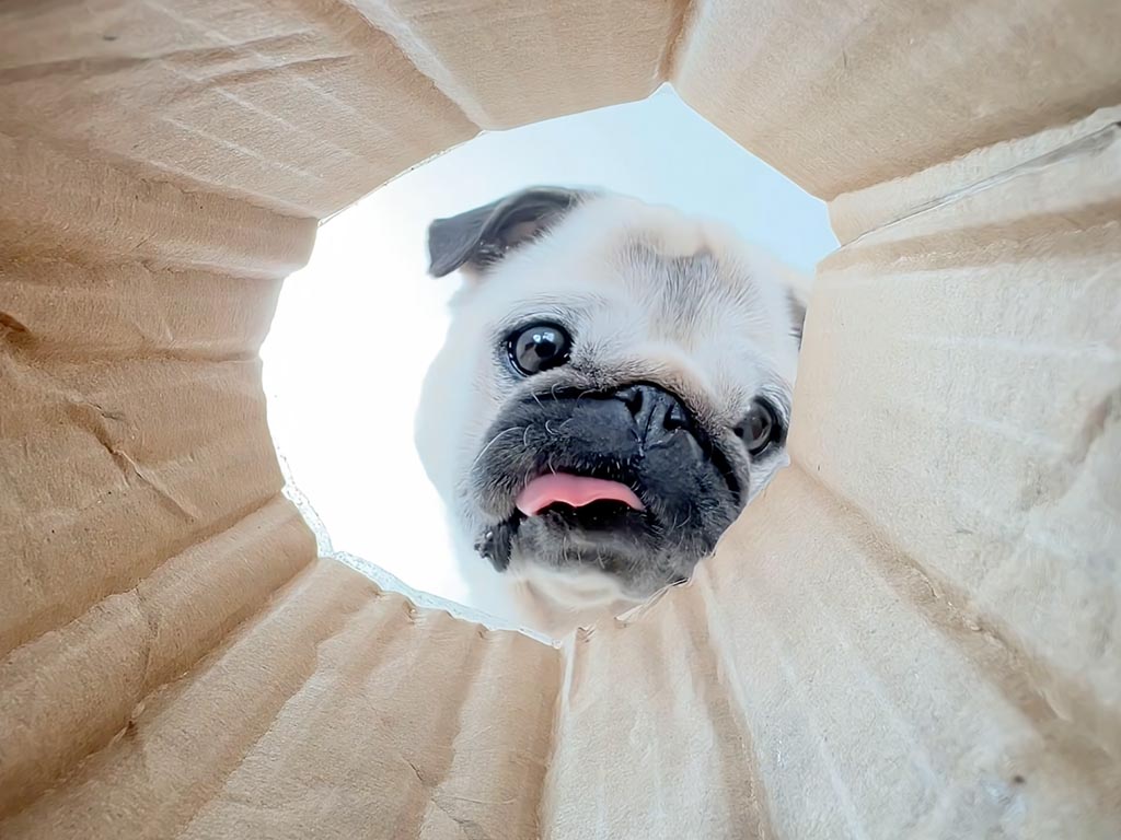 筒の底のおやつを食べられるか？ 慎重派と大胆派のパグさんがチャレンジ！