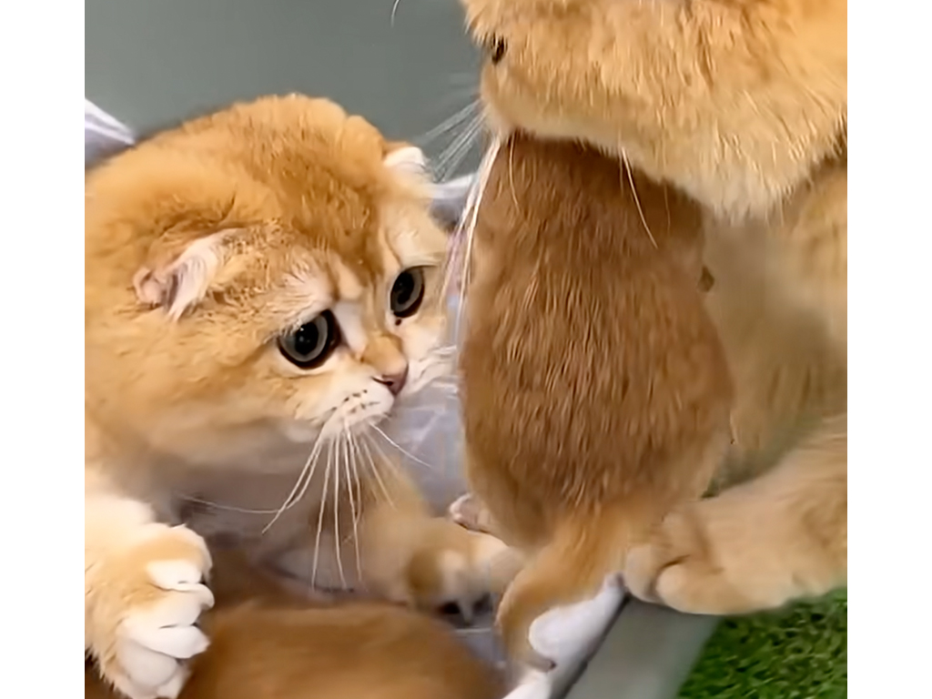 「子猫可愛い…♡わたしも育てたい！」子猫を誘拐（？）して育てる茶トラ猫さん