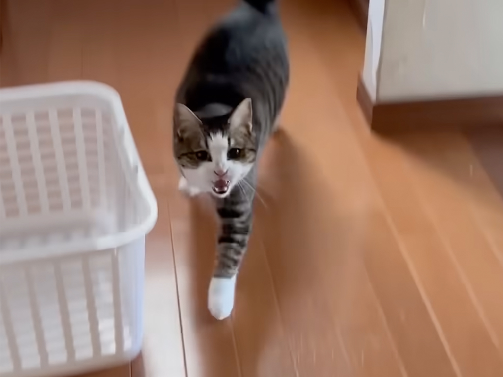 【爆走の理由】名前を呼ばれたら即座に登場!お母さんとの温度差が面白すぎる猫