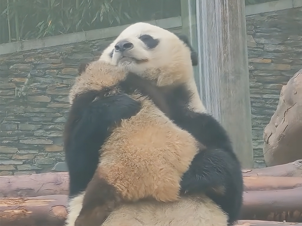 お母さんの腕の中でリラックス♡ 全力で甘える赤ちゃんパンダの脱力姿