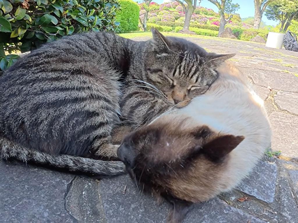 「お昼寝は邪魔しないニャ」威厳あるボス猫も、ポカポカ陽気には勝てない？