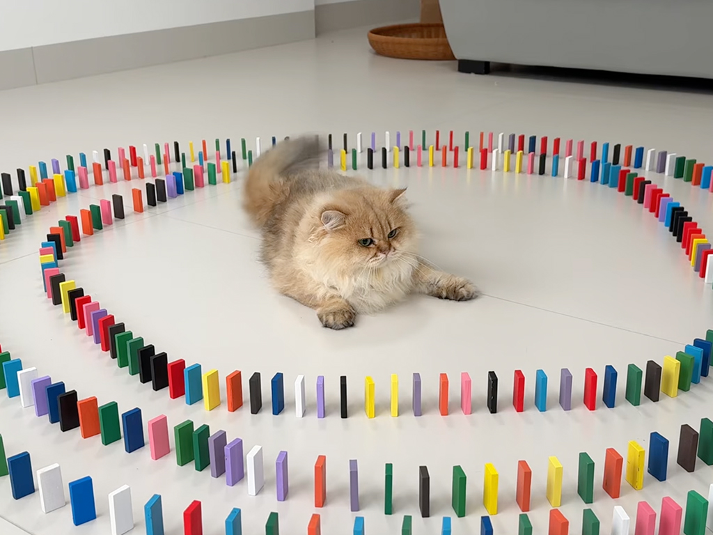 【シュールな日常】ドミノを倒したくない猫と、倒したい子猫の正反対な反応