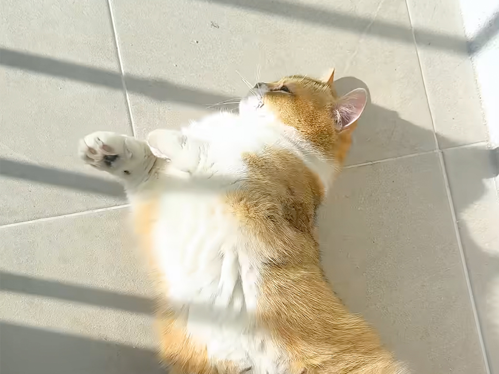 【期待外れだニャ】今日も日向ぼっこしたかったのに… 雨空にがっかりの猫さん