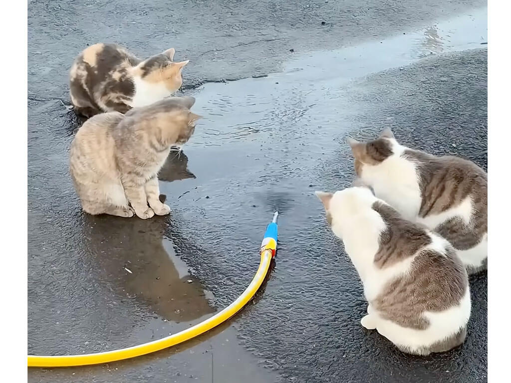 ホースを4匹でじっくり観察していた猫さんたち、夢中になりすぎて…