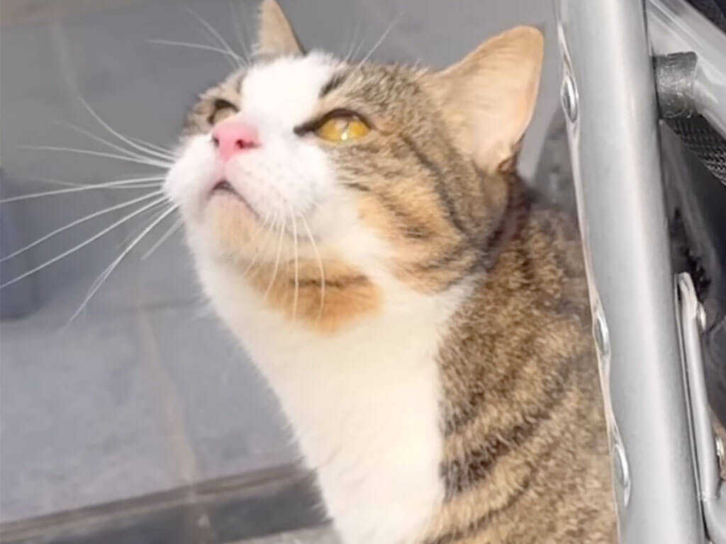 真剣な顔でお外を見つめていた猫さん、クラッキングの声が可愛すぎる