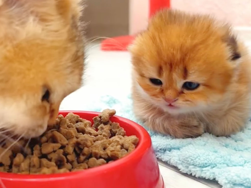 はじめての「ごはん」に大苦戦！？ ママの食べ方を見てお勉強する子猫さん