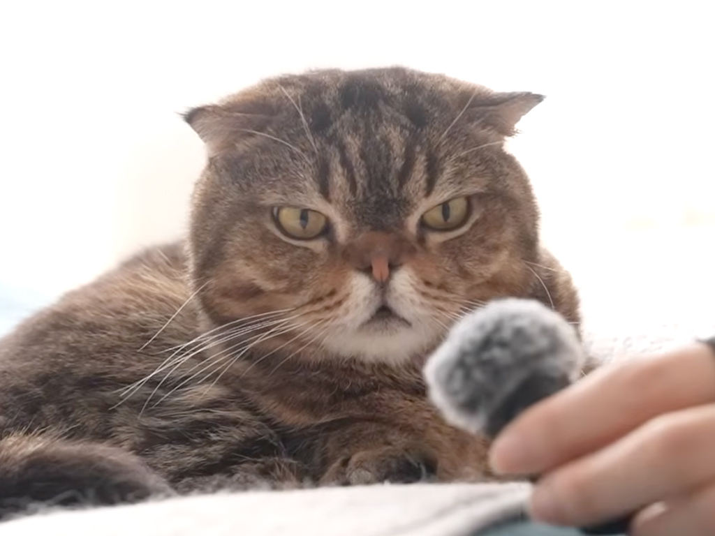 【猫の不思議】狙うとゴロゴロ鳴らない！？ 気まぐれな猫さんたちの喉鳴らし待ち