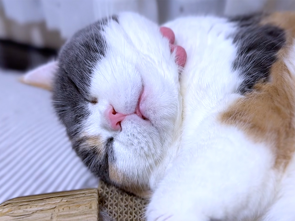 「ベロ、出てるよ?」ひとり遊びのあとに力尽きた、三毛猫さんの無防備な顔が可愛い♡