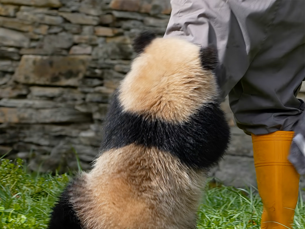 業務妨害が可愛すぎて一歩も進めない！？ 足元に密着するふわふわ子パンダ