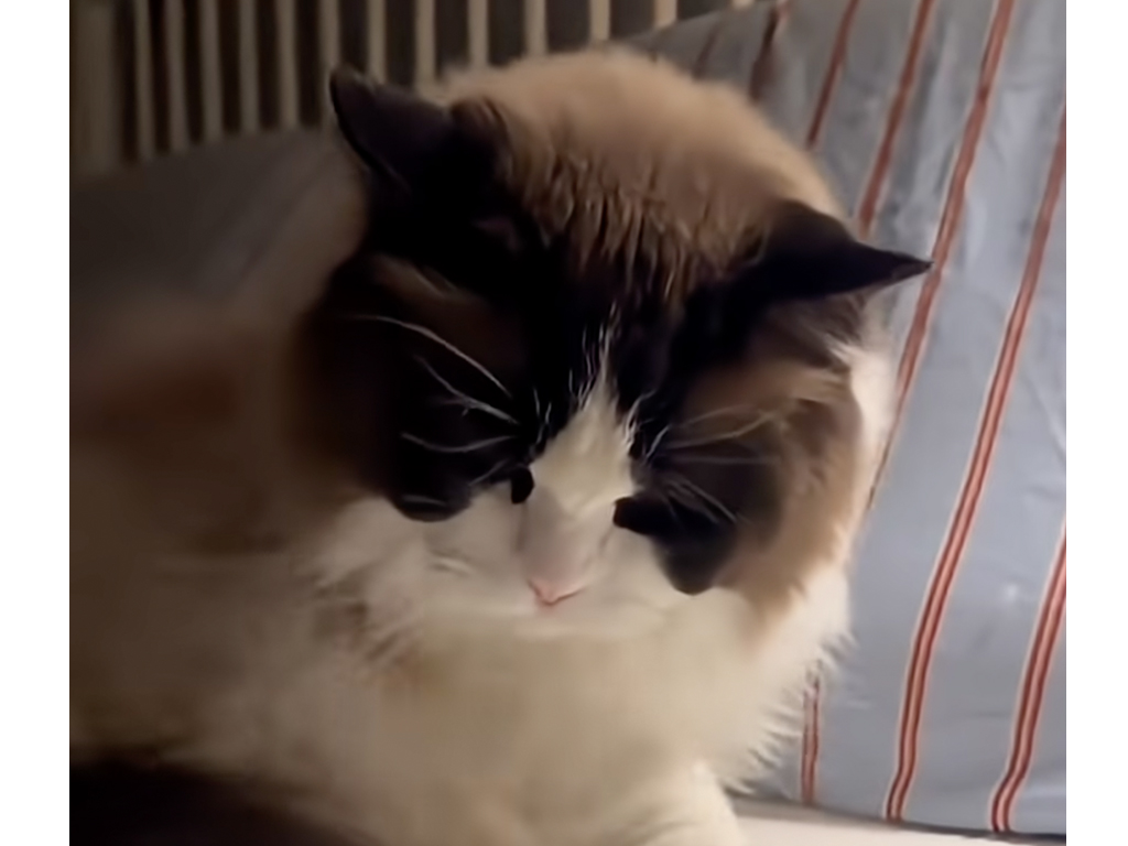 【切ないパパ】良かれと思ってペロペロしたのに…… 娘に怒られ立ち尽くすパパ猫