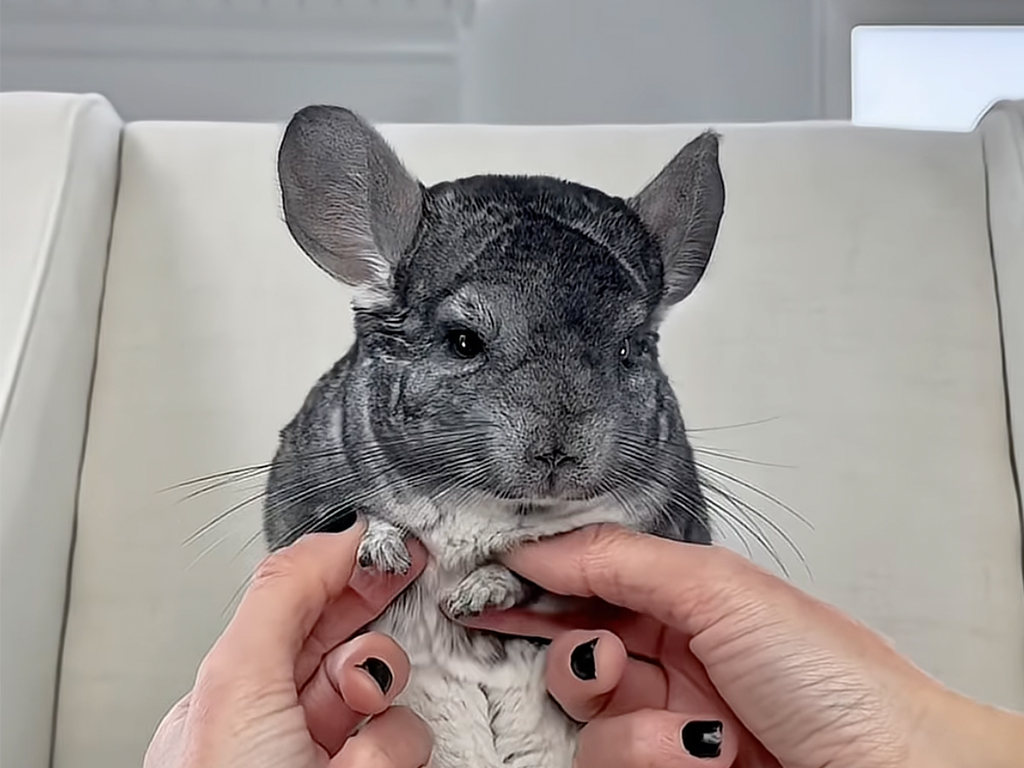 【癒やしのリズム】小さな手足でダンス!見ているだけで笑顔になれるチンチラ動画