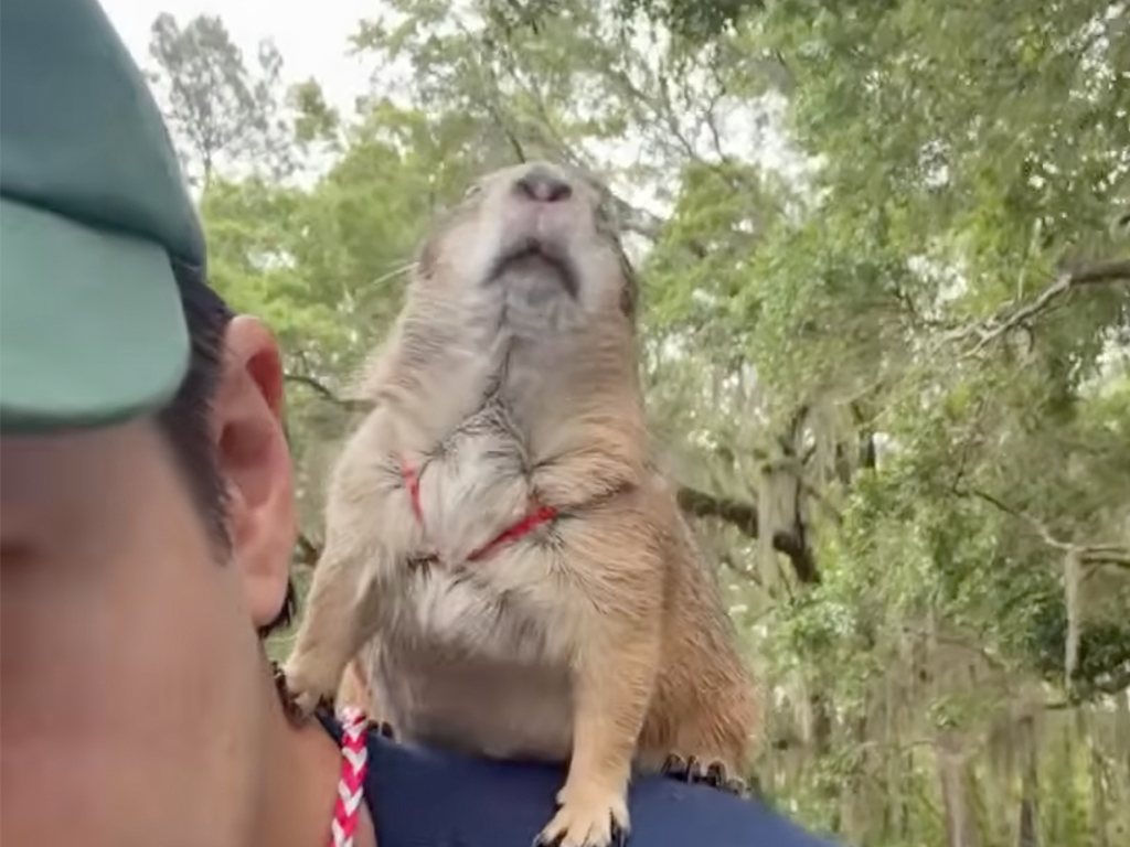 お外はいい匂い？ プレーリードッグさんの春のルンルンお散歩タイム