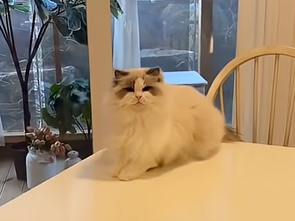 まるでバレリーナ？ テーブルの上で華麗に舞う猫さん