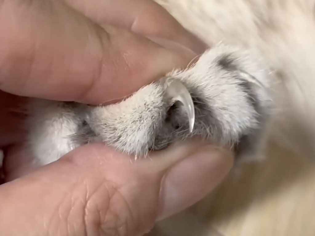 【天才的な作戦】あんなに嫌がってたのに！おやつに夢中な隙に猫さんの爪切り完了