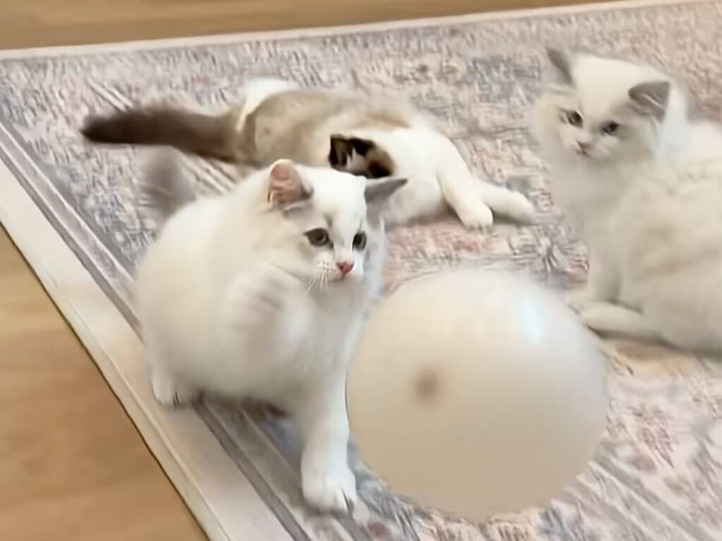 風船を全力で追いかけていた子猫さんたち、楽しい時間は一瞬で終わってしまった