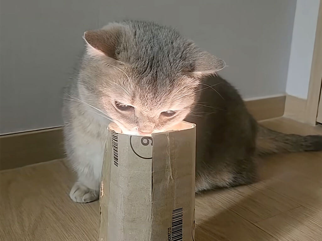 「これ、なんだにゃ？」飼い主さん手作りのおもちゃに興味を持った猫さん