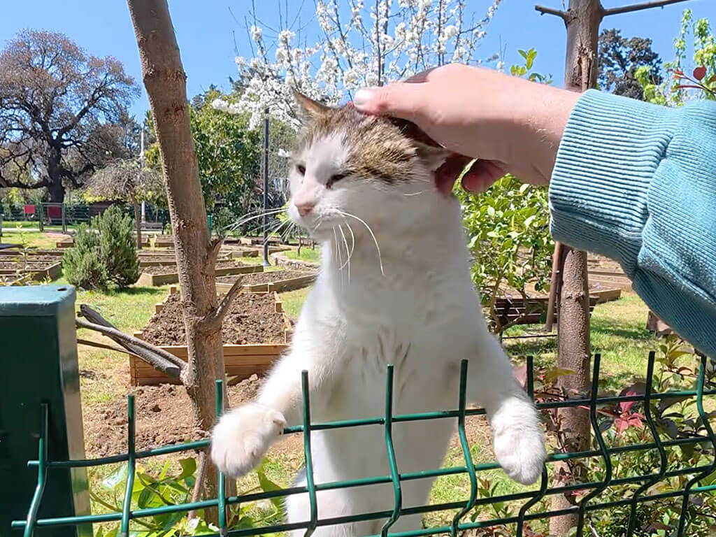 6年来の顔なじみの猫さん、友達に会いたくてフェンスを飛び越えてきた♡