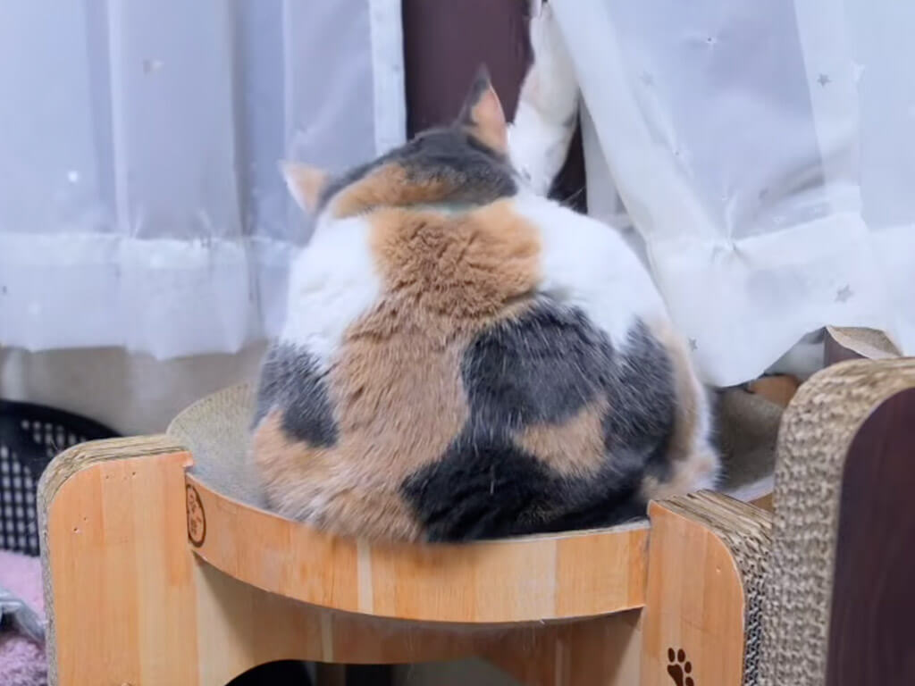 「ねぇねぇ!」キャットタワーにいる猫さんに声をかけたら、まさかの振り向き方で笑わせにきた!