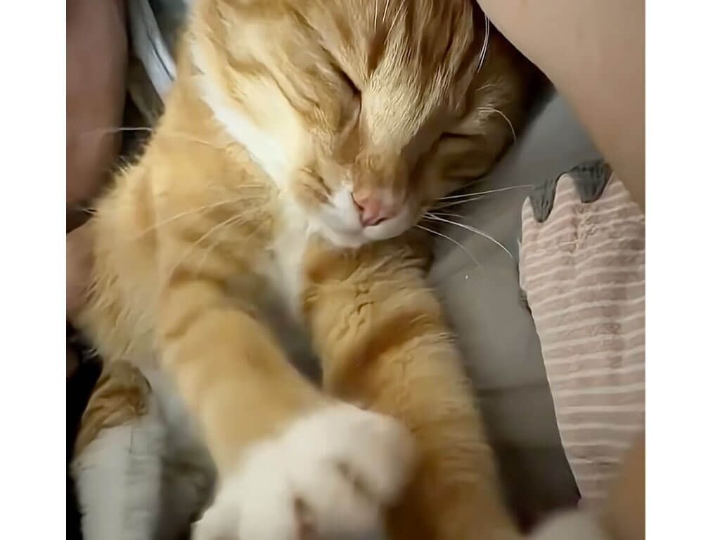 夢の中でも「ふみふみ」が止まらない猫さん、リズムが良すぎてピアニストに見えた!