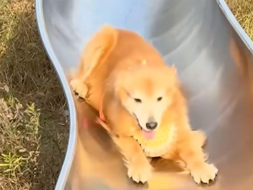 すべり台が好きすぎる犬さん、何度すべっても飽きない楽しさ！
