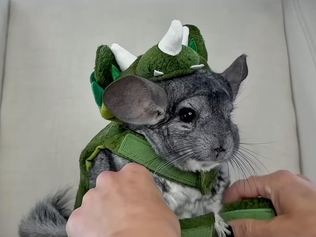 恐竜のお洋服を着せてもらったチンチラさん、小さな怪獣に変身！