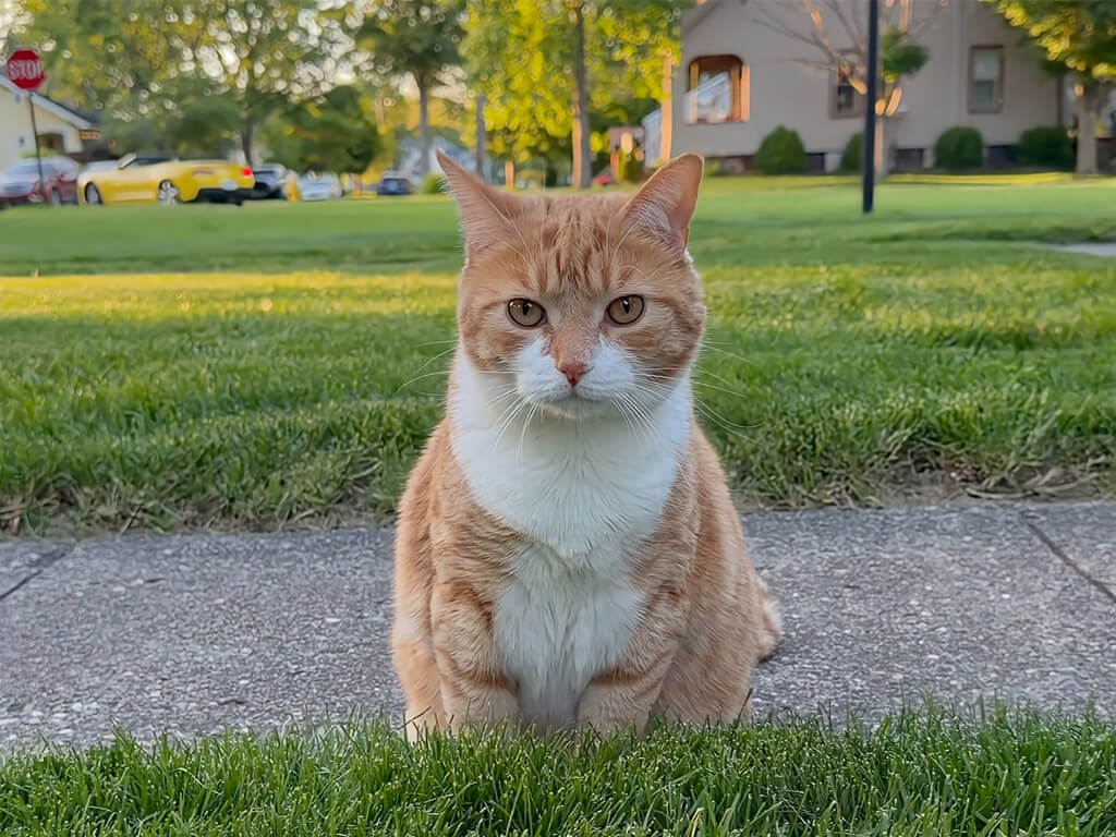 「これはにゃんだろ？」カメラに挨拶してくれる猫さん
