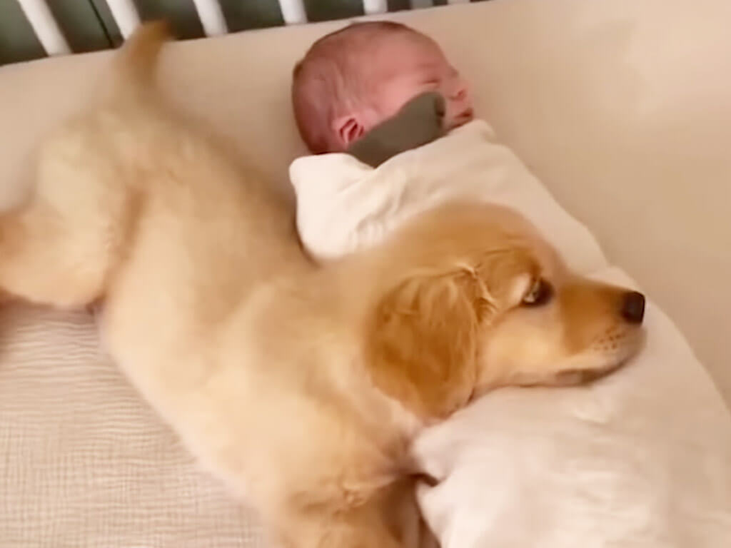眠る赤ちゃんを優しく見つめる子犬さん、すぐに大親友みたいに一緒にお昼寝！