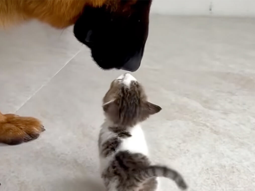 体の大きさは全然違うのに仲良しな犬さんと猫さん、その優しさにほっこり
