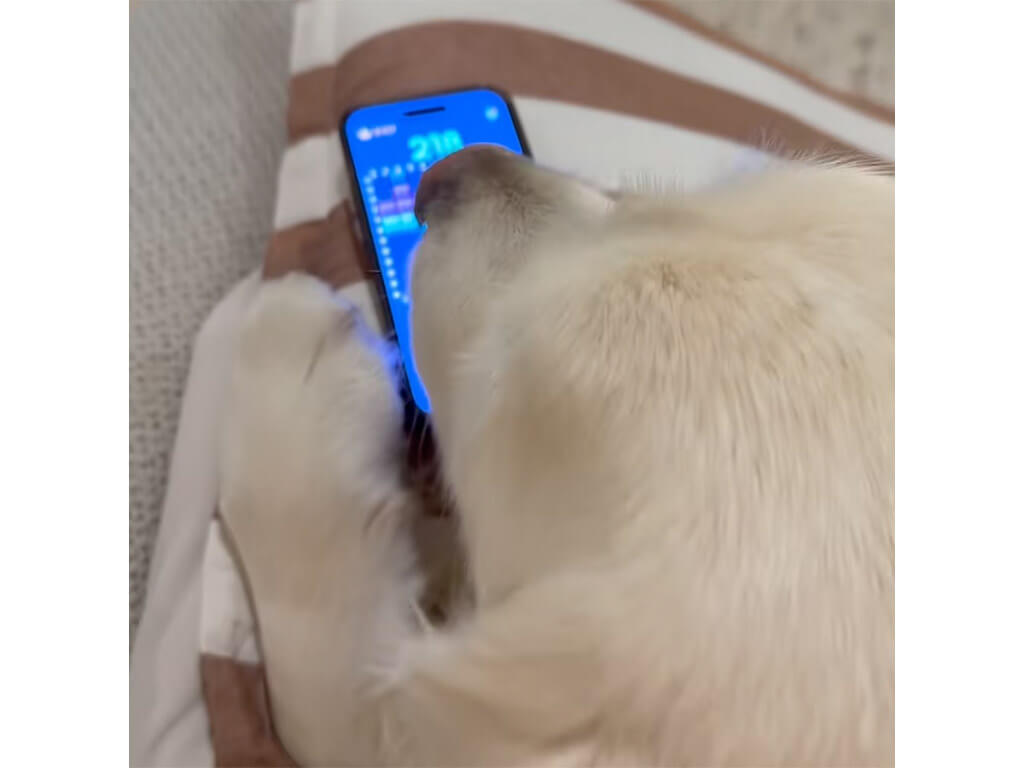 Perfectも出た!?飼い主さんのスマホでゲームを楽しむ犬さん