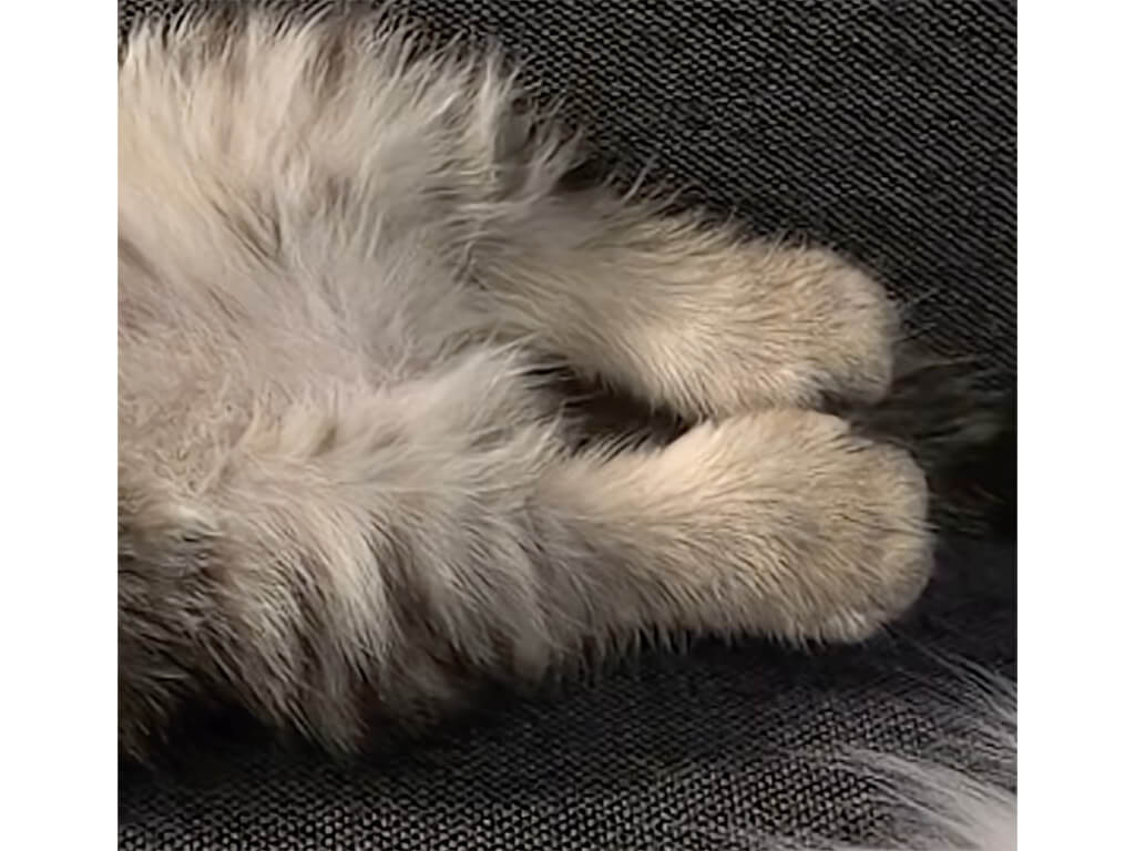 まるで天使の寝顔！仰向けですやすや眠る子猫さん