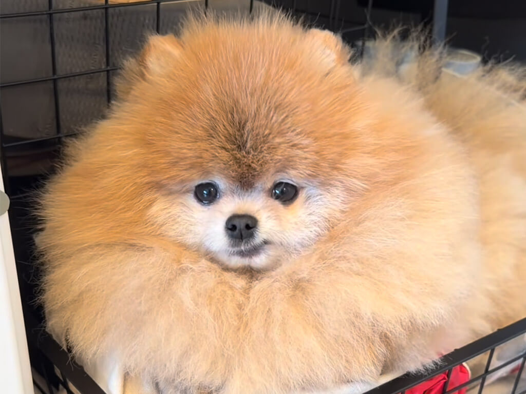 ここを開けて! 自分だけの秘密のベッドをおねだりするポメラニアンさん