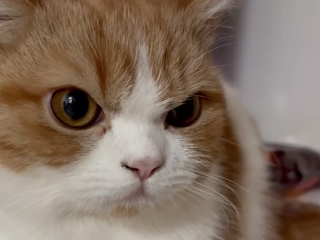 「えっ、何これ…」飼い主さんの「困った攻撃」にフリーズしちゃう猫さん