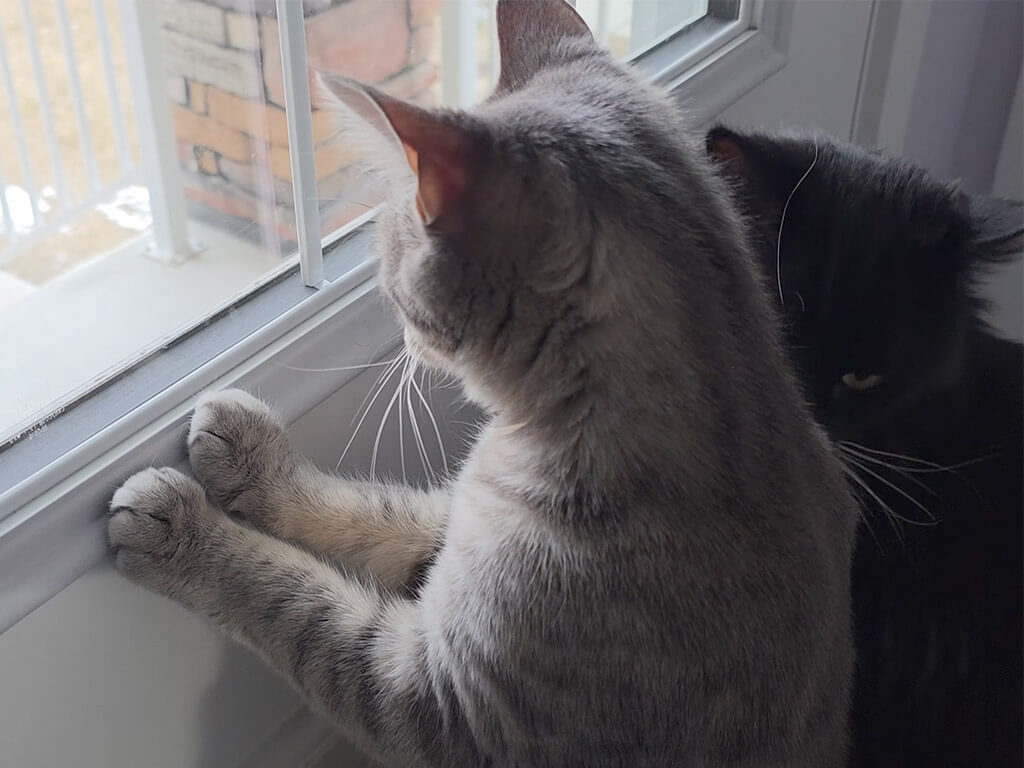 「お外に何かいる!」立ち上がって監視を頑張る猫さん、真剣なお顔が可愛すぎ