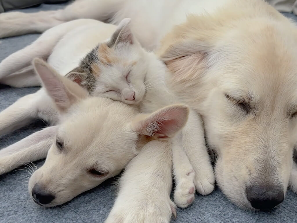 優しい犬さんたちのおかげかな? 保護子猫さんが安心して眠るまで
