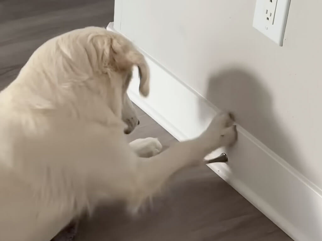【0円で無限に遊べるおもちゃ】子犬の頃からお気に入り！ 大人になっても夢中で遊ぶ犬さん