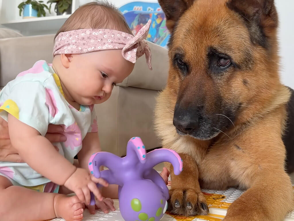 赤ちゃんと一緒に遊びたい犬さん、人間のおもちゃも楽しいね！