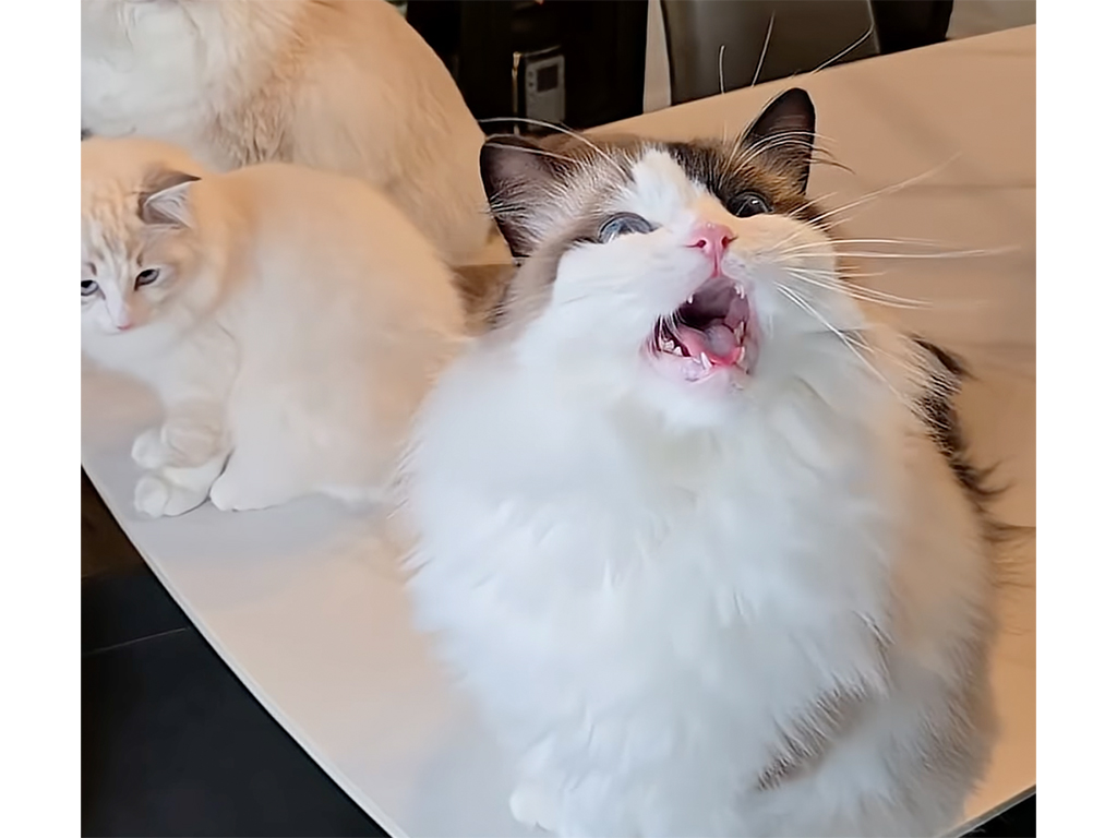 飼い主さんの「ダンス！」で猫さんが前足をパタパタ、最後のハイタッチまで完璧♡