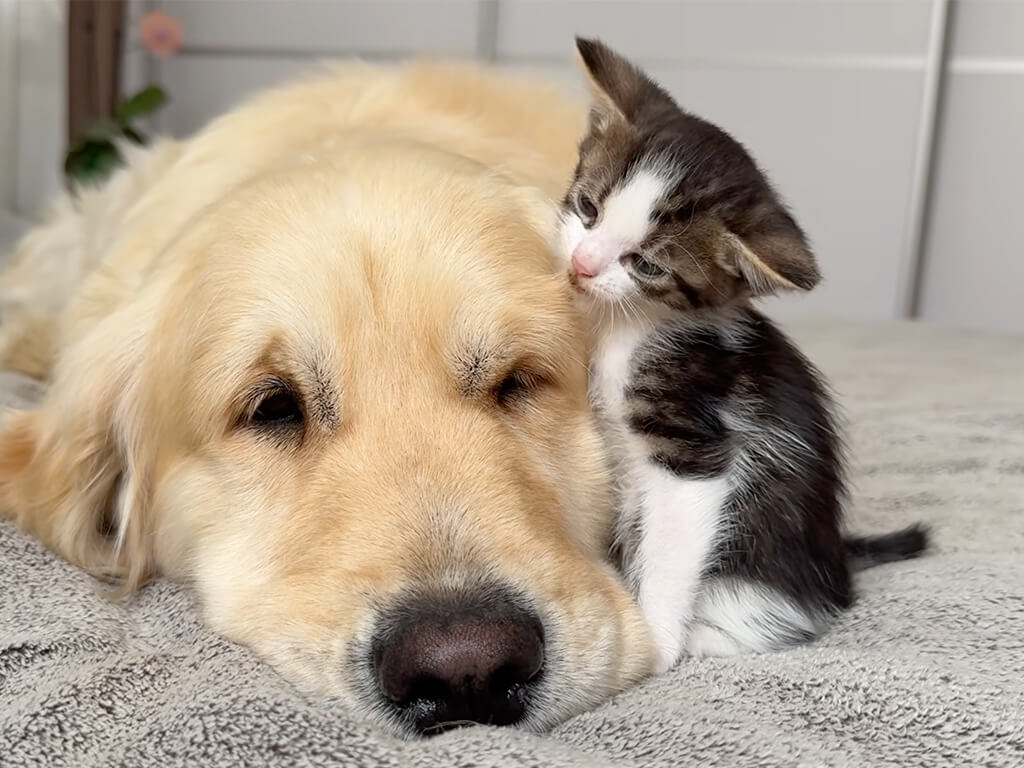 ゴールデンレトリバーさんへすりすり、出会ったばかりの子猫さんの甘え方がかわいい