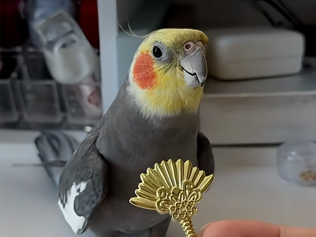 ミニ扇子であおいでもらうオカメインコさん、ご機嫌な歌声を披露