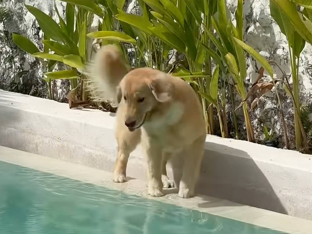 早くプールに行きたい犬さん、お許しが出るまではじっと待機！