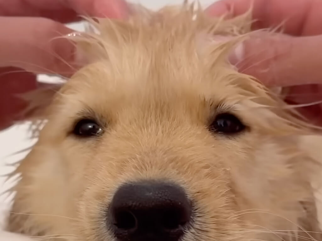 「これから何するの?」初めてのお風呂に戸惑うゴールデンの子犬さん