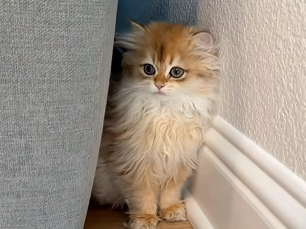 秘密基地みーつけた! ソファの隙間からひょっこり顔を出す子猫さん