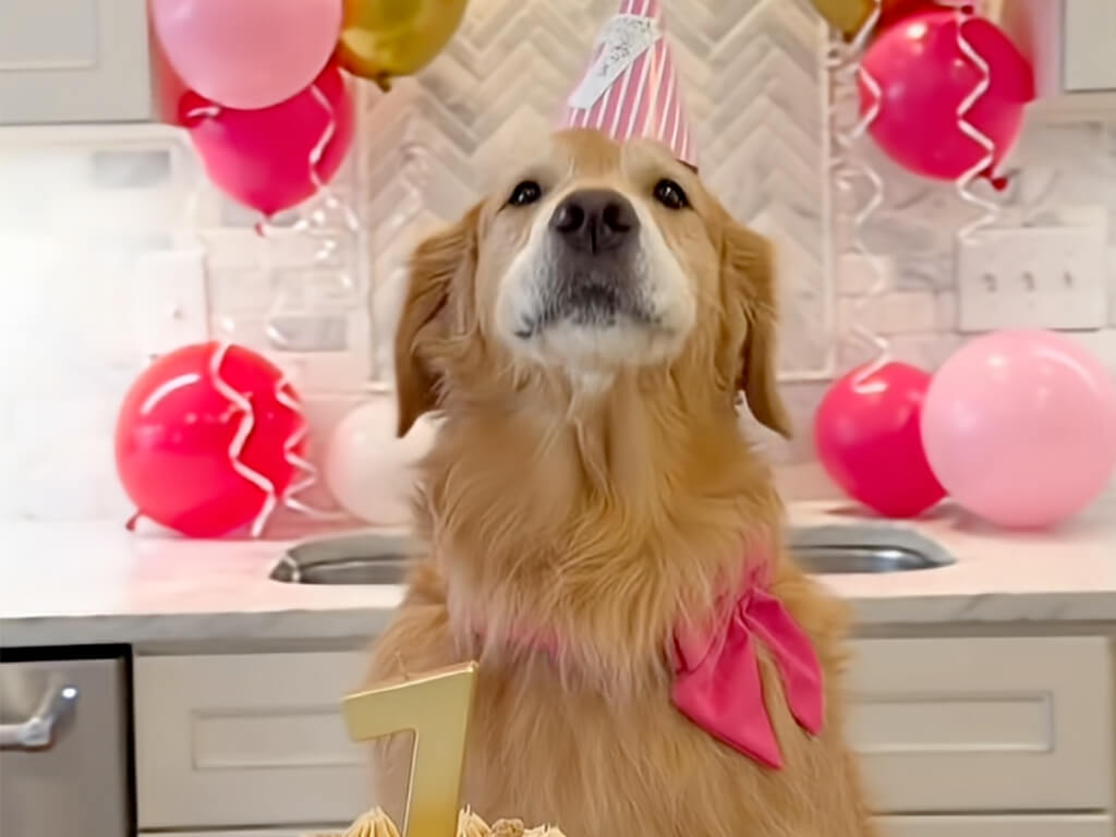 「お誕生日おめでとうボク〜♪」自分の誕生日を自分で祝うゴールデンさん、熱唱っぷりが可愛い♡
