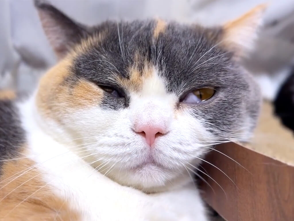すやすや眠る猫さん、寝息がまさかの「ピヨピヨ」で可愛すぎた