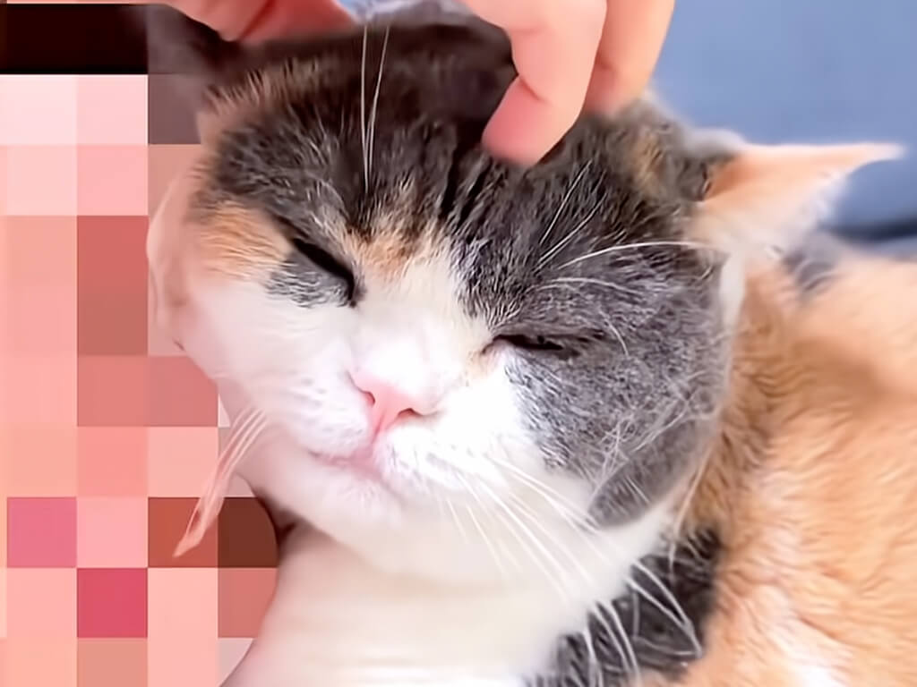 お顔を寄せ合ってゴロゴロ、温もりを分かち合う三毛猫さんと飼い主さん