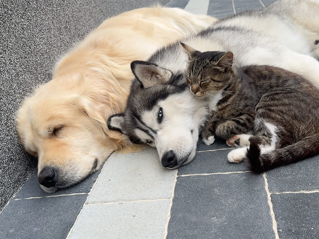 大好きな猫さんのそばが特等席!ゴールデンとハスキーの可愛いおやすみ習慣