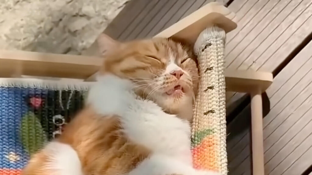 猫さん専用のミニチェアで爆睡！ 極上のバカンスを満喫する寝姿が平和すぎる